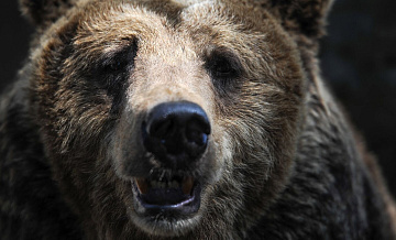 На Камчатке два водителя скрылись с места ДТП с участием медведей