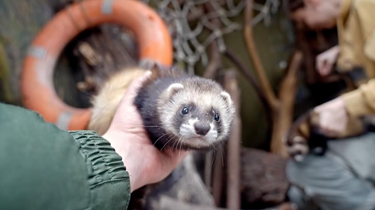 В Московском зоопарке поселились четыре лесных хорька
