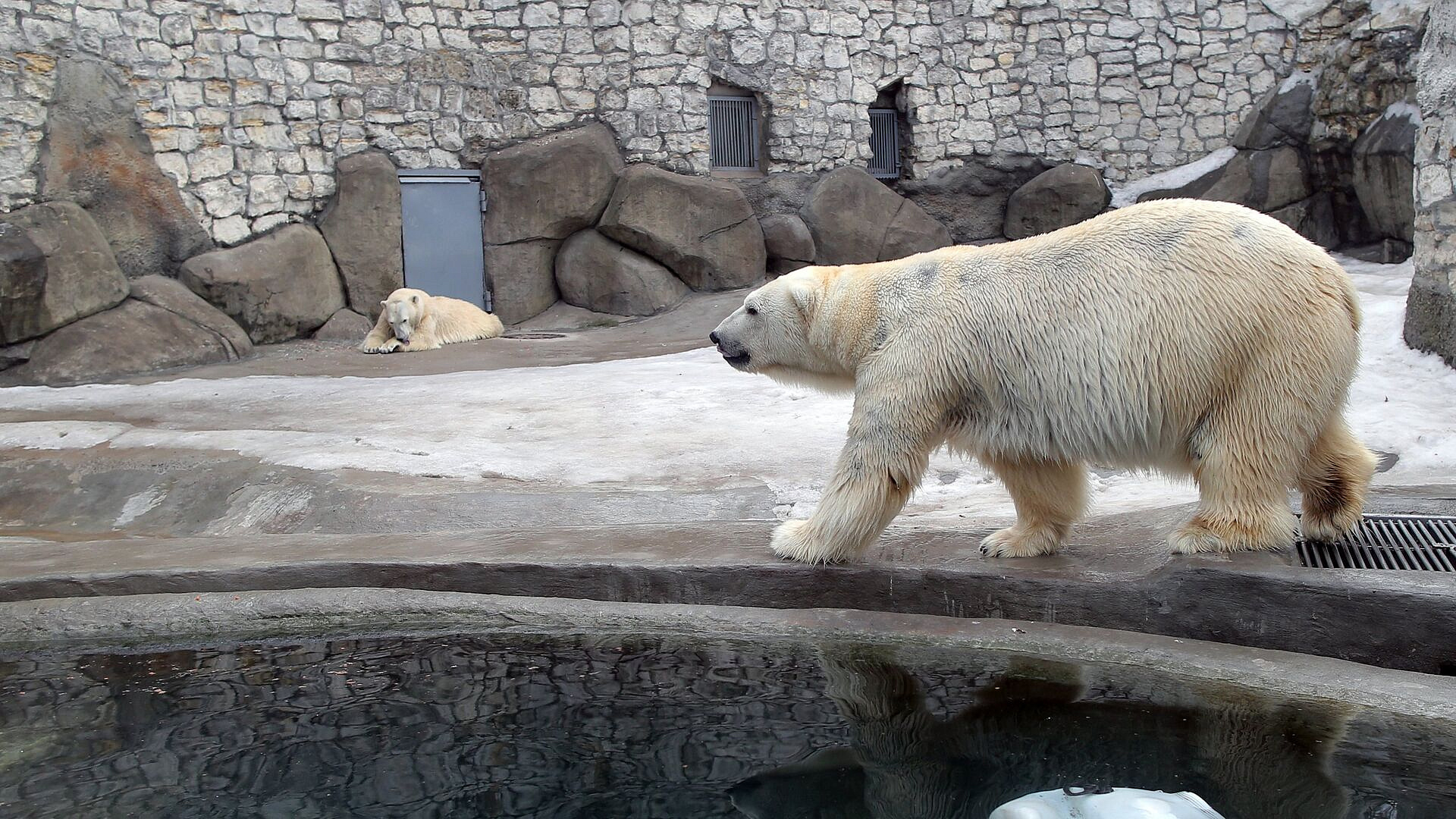 В Московском зоопарке рассказали, чем кормят медведей