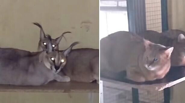 В Химках спасли десять кошек при тушении пожара