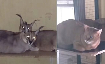 В Химках спасли десять кошек при тушении пожара