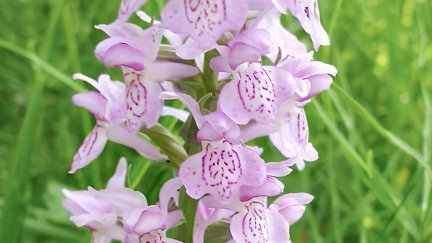 � ������ ������� ����������� ������ �������