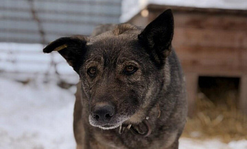 В челябинском приюте рассказали, кто хочет забрать собаку Додобоню