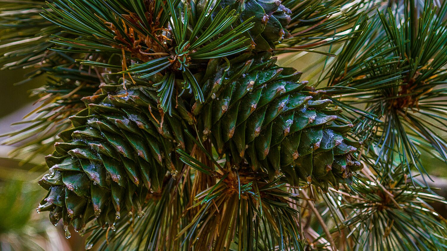 В Приморье возбудили дело о контрабанде кедрового ореха