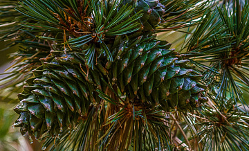 В Приморье возбудили дело о контрабанде кедрового ореха