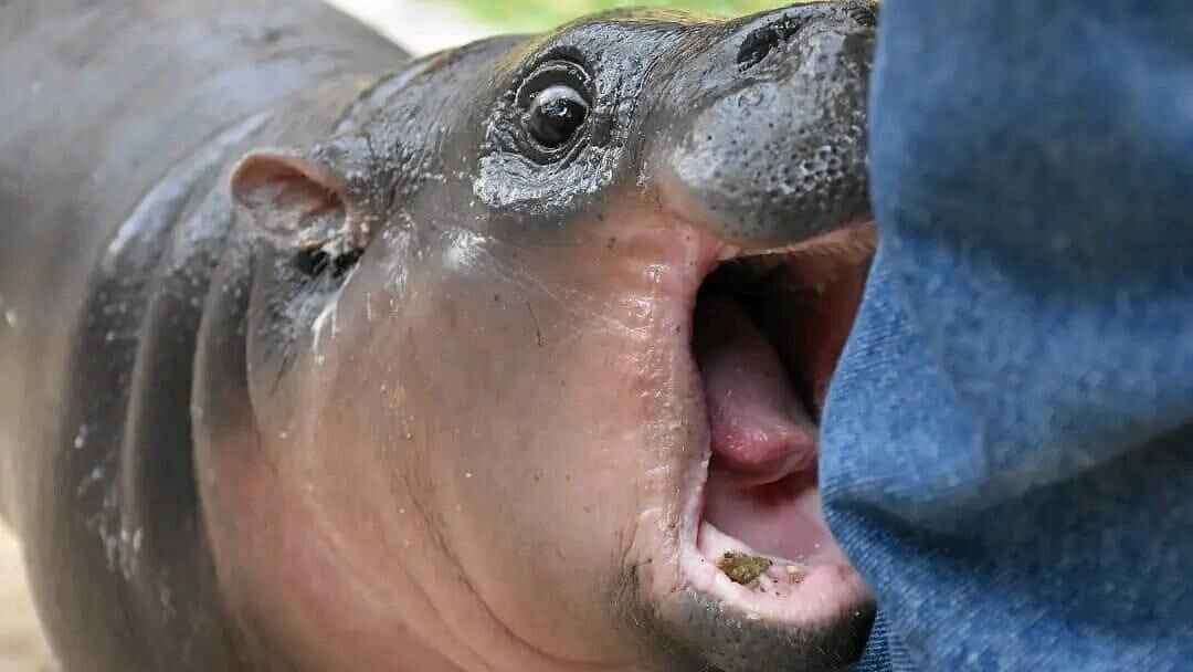 Миллиардер родом из России "удочерил" бегемотиху