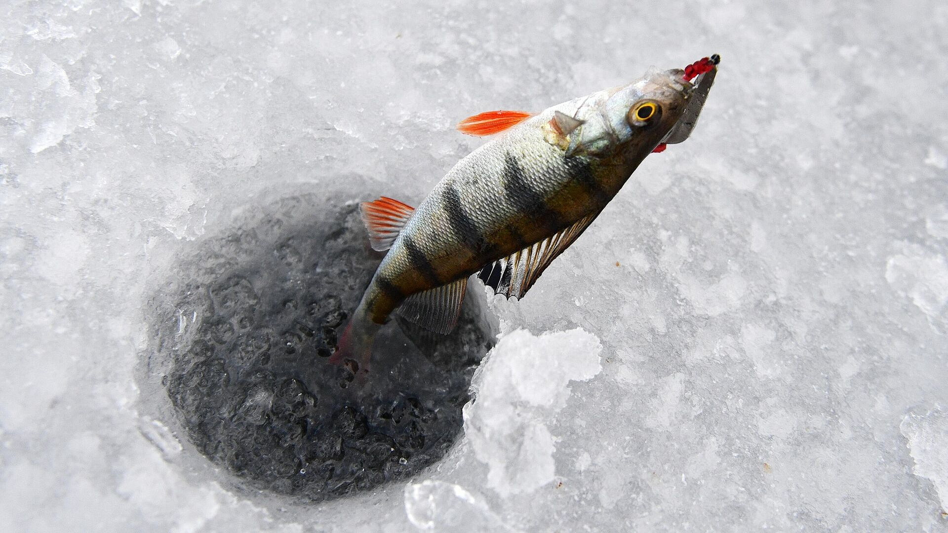 В России предложили штрафовать рыбаков за незаконную зимнюю ловлю