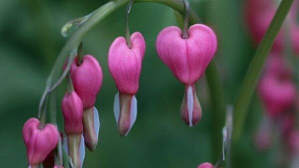 � ����������� ������� �������� ������������� ������������ ������