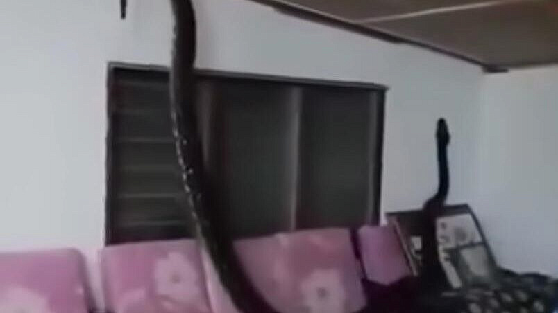 Трехметровая змея проломила крышу дома и напугала семью