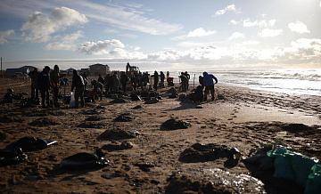 Замглавы Анапы рассказал об усилиях волонтеров в очищении пляжа от мазута