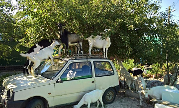 Суд в Москве обязал хозяина "бутовских коз" не выпускать питомиц в город