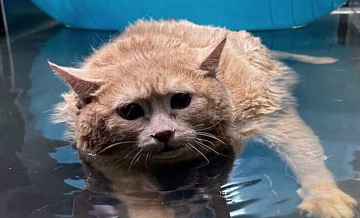 Стали известны подробности смерти упитанного кота Крошика