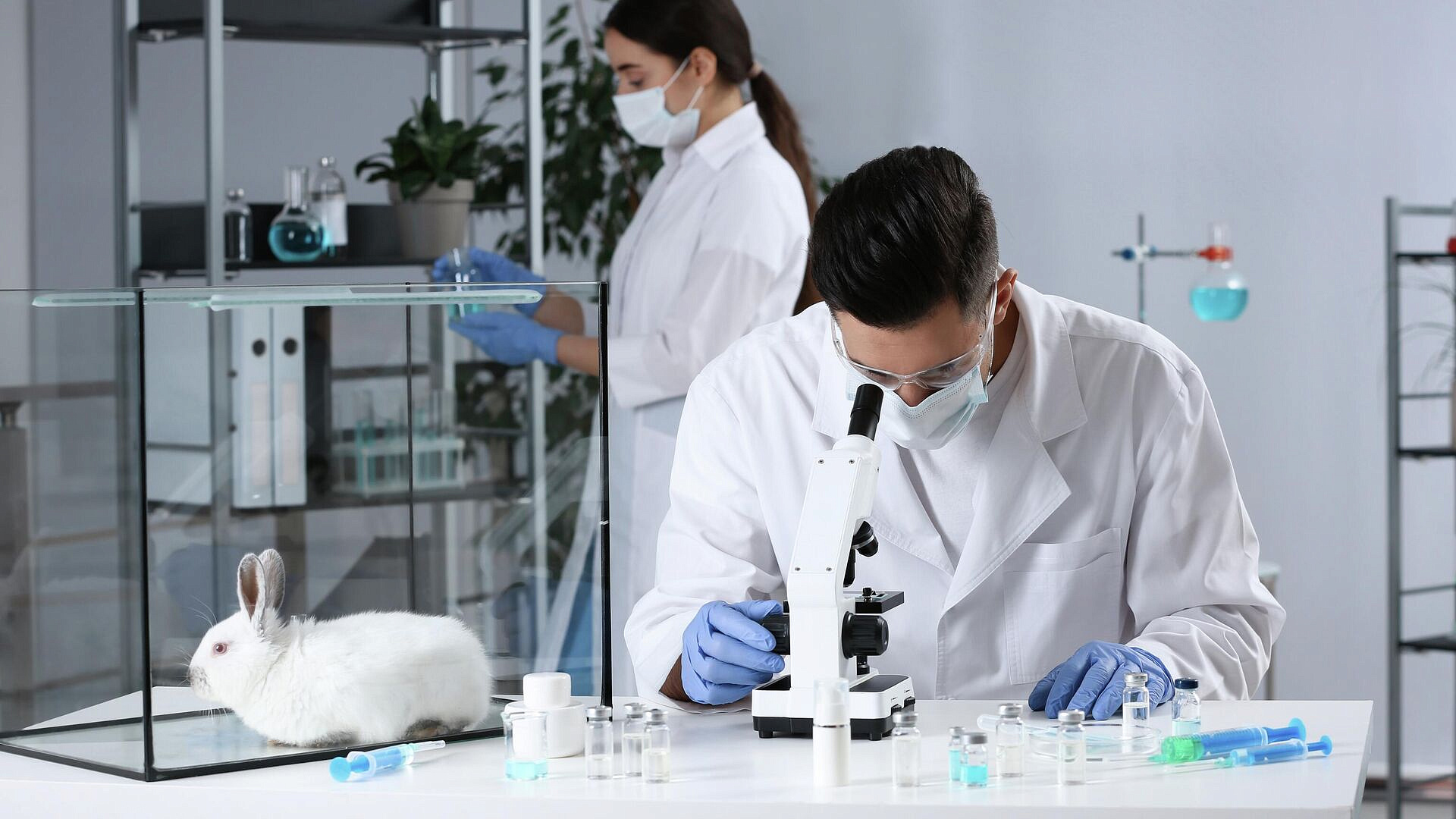 Ученые придумали, как заживлять раны с помощью кожи кролика