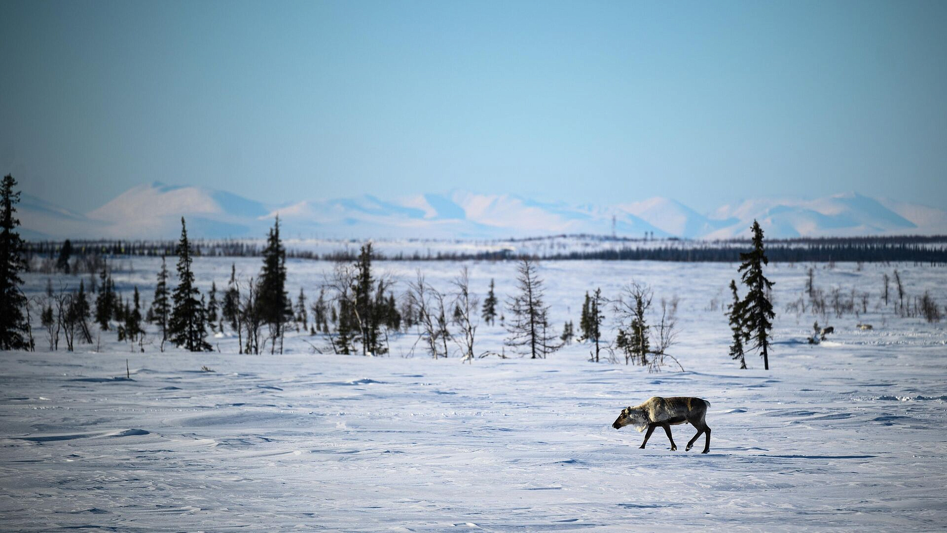 Названо число северных оленей в России