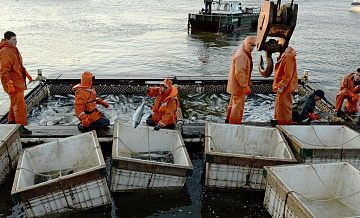 Во Владивостоке осудили пятерых работников рыбодобывающей компании