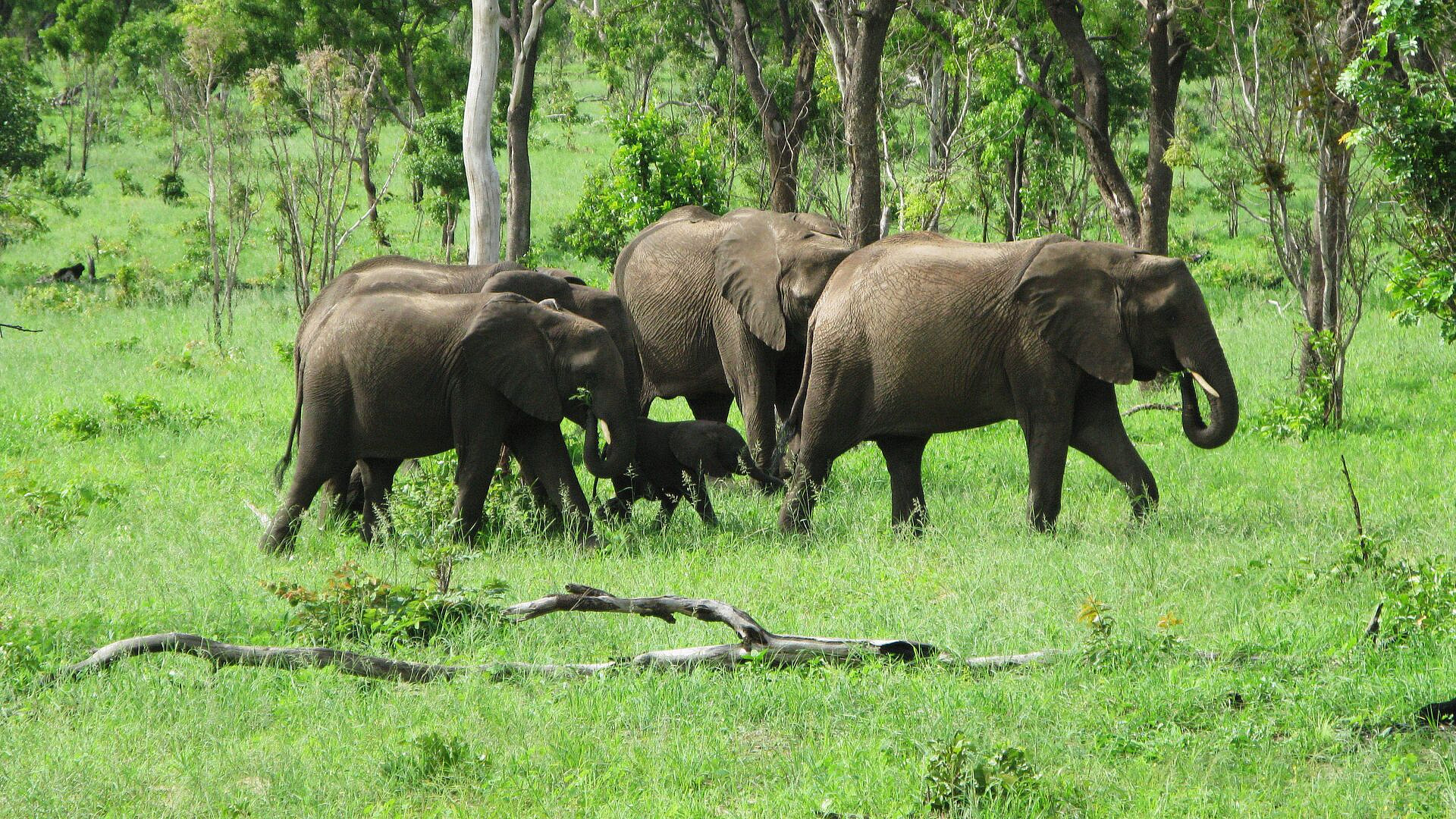 МИД Украины обиделся на Фицо из-за сравнения с травой