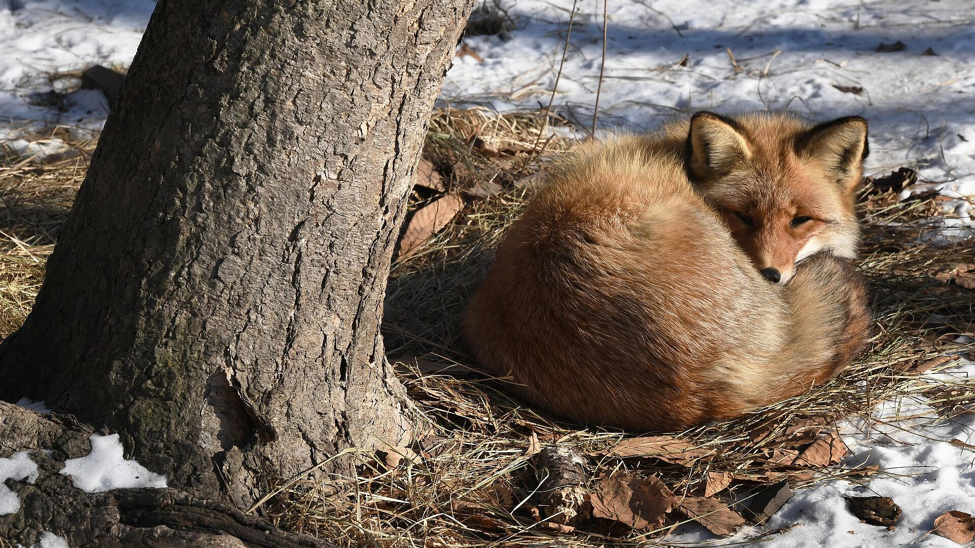 Эксперт объяснил, почему лисы стали чаще появляться в городах