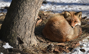 Эксперт объяснил, почему лисы стали чаще появляться в городах